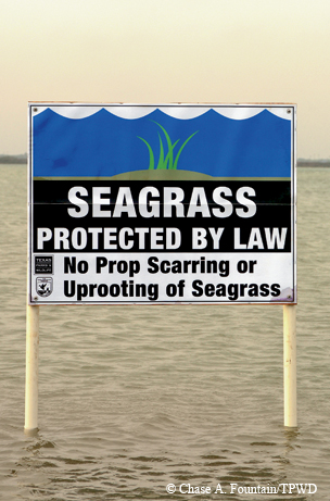 Seagrass